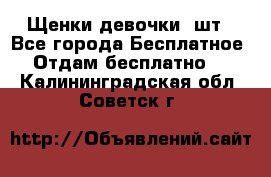 Щенки девочки 4шт - Все города Бесплатное » Отдам бесплатно   . Калининградская обл.,Советск г.